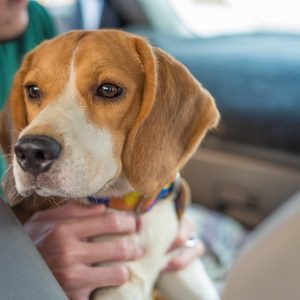 Dog sitting in a car, being held by a person, looking attentively towards the window.
