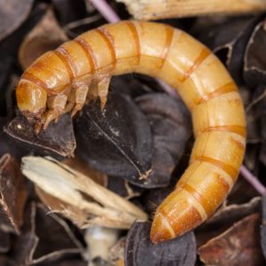 Worm curled on dark, dry leaves; its segmented body features a glossy, orange-brown color, lying against the textured leaf backdrop.
