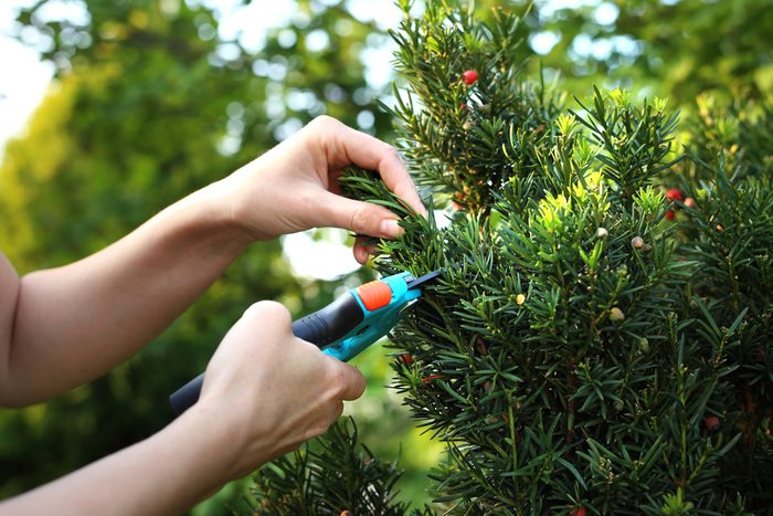 Cut bush in the garden. Gardener pruned yew shrub shears.