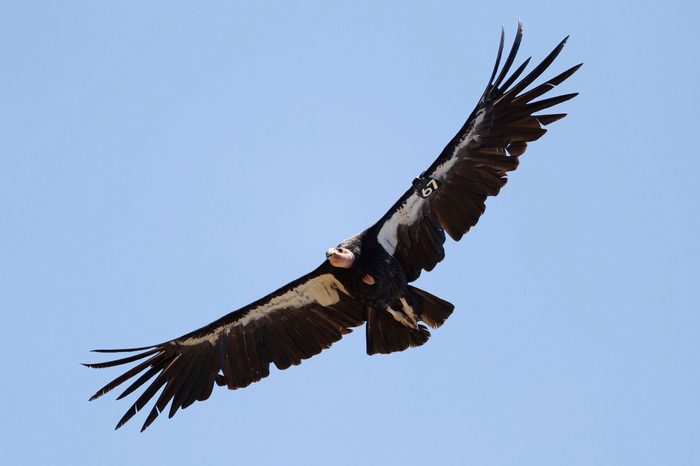 Return of the Condor, Big Sur, USA - 21 Jun 2017