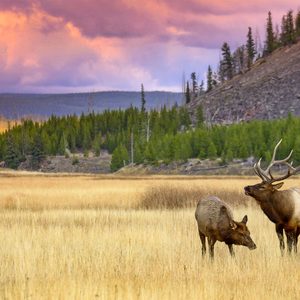 Two elk stand grazing in a field, surrounded by green forest and a dramatic, pink-hued sunset sky in the background.