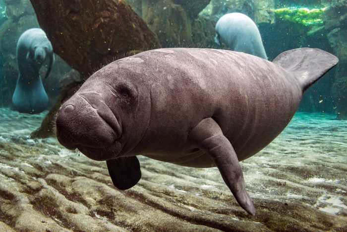 manatee close up portrait underwater