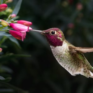 Hummingbird hovers while sipping nectar from pink flowers, surrounded by lush green foliage.