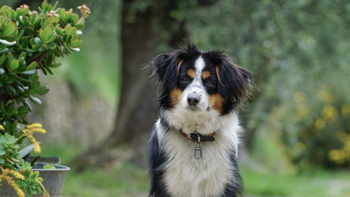 Nala the Miniature Australian Shepherd, portrait
