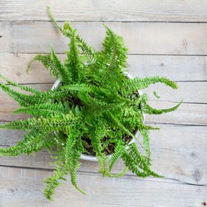 A lush green fern sits in a white pot on a wooden plank floor, spreading its fronds outward.