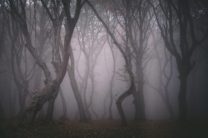 Hoia Forest