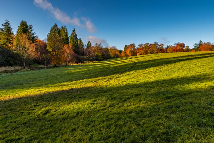 Autumn in Blairadam Area, Scotland