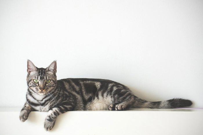 cat lying down