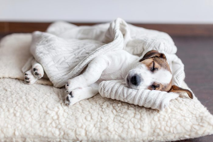 dog sleeping in his bed