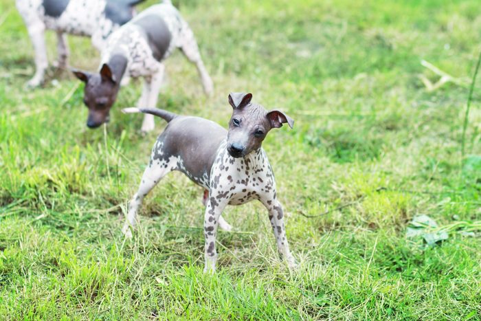 American Hairless Terrier drinking water outdoor