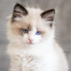 Fluffy kitten sits, gazing intensely, with piercing blue eyes, against a soft blurred gray background.