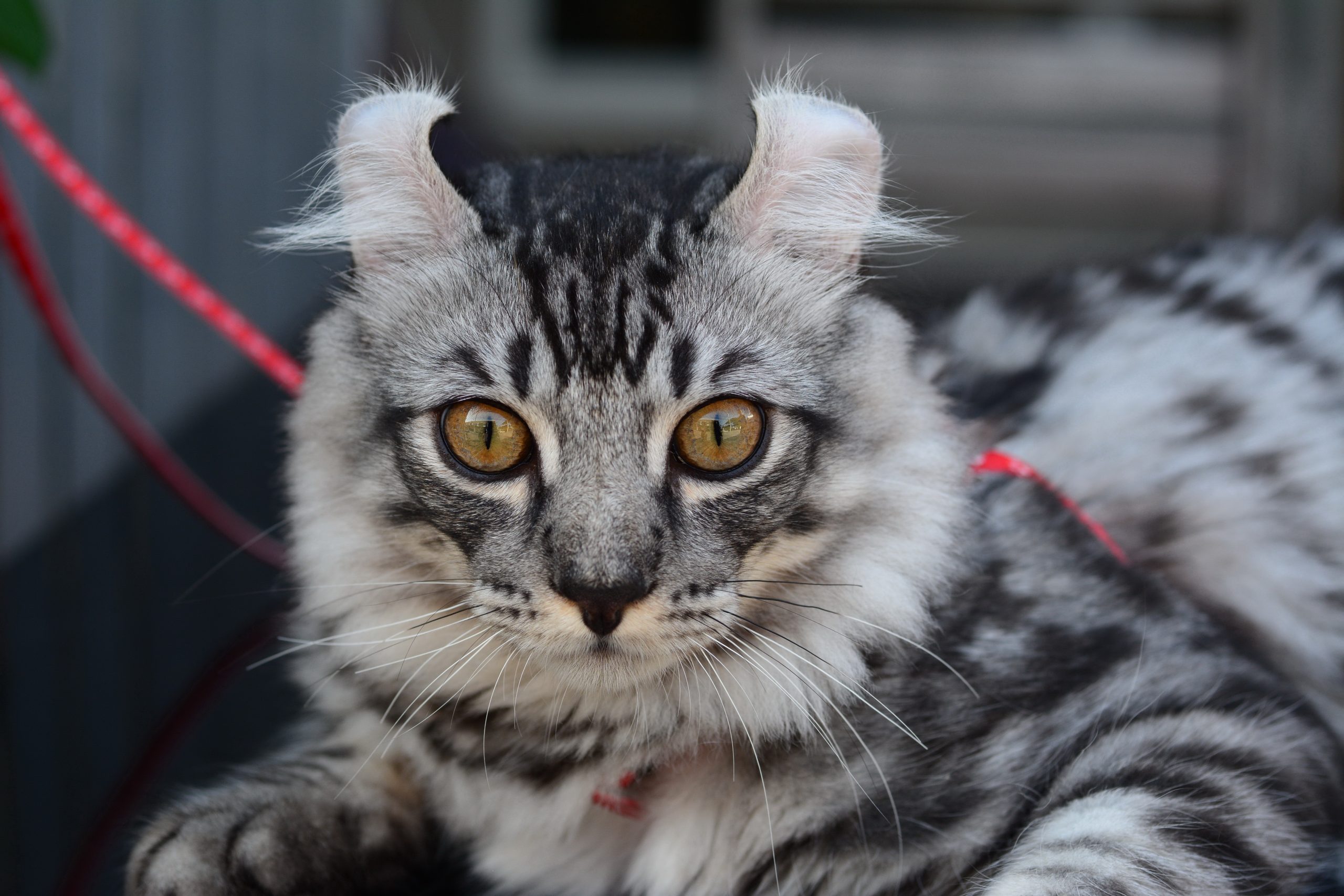Close-up american curl kitten