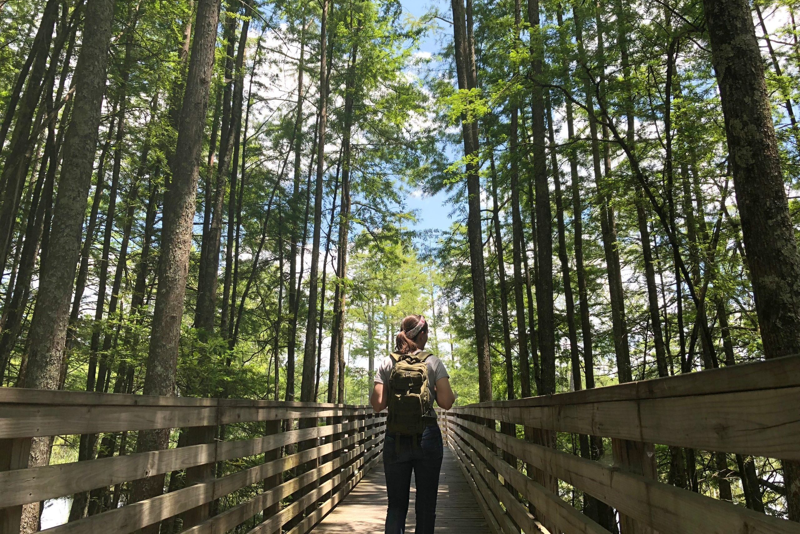 Hiker walks along path between cypress trees.
