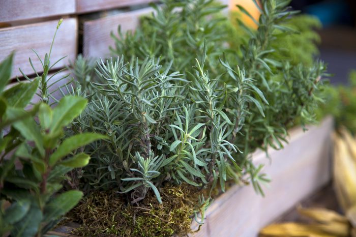 Herbs in rustic wooden planters