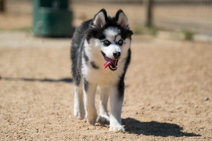 Pomsky, Husky and Pomeranian Mix, Walking with Tongue Out