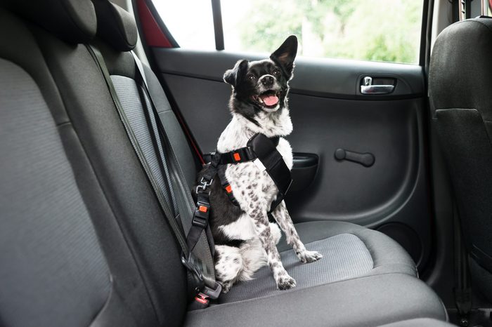 Dog With Sticking Out Tongue Sitting In A Car Seat