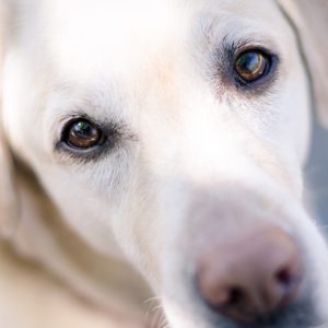 A close-up of a Labrador's face gazing upward with an inquisitive expression, outdoors on a sunny day.