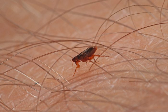 Flea walking on a human skin. A tiny parasite sucking humans blood on a close up horizontal picture.
