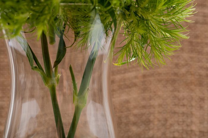 Green Ball - Dianthus Barbatus - Sweet William. Unique Ball-shaped, lime green flowers in clear glass vase isolated on natural burlap background.