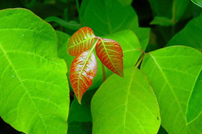 Poison Ivy