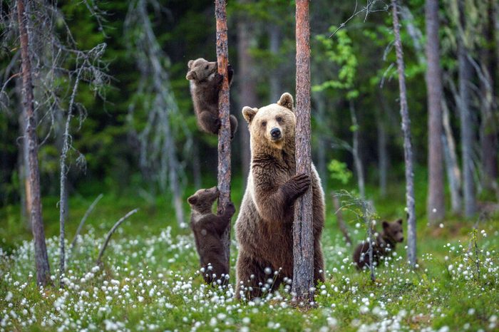 She-bear and bear cubs in the summer forest on the bog among white flowers. Natural Habitat. Brown bear, scientific name: Ursus arctos. Summer season.