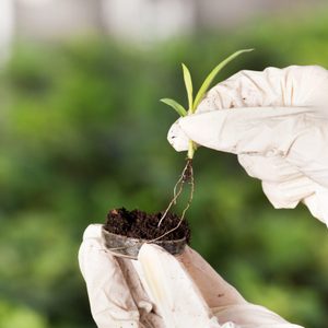 Gloved hands hold a small seedling with roots, examining it, surrounded by a blurred green background.