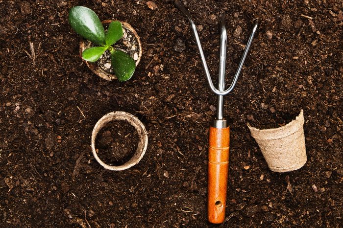 Planting a beautiful, green leaved plant on a natural, sandy background. Camera from above, top view. Natural background for advertisements.