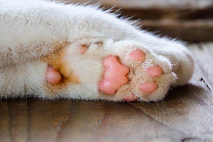 Cat paw
