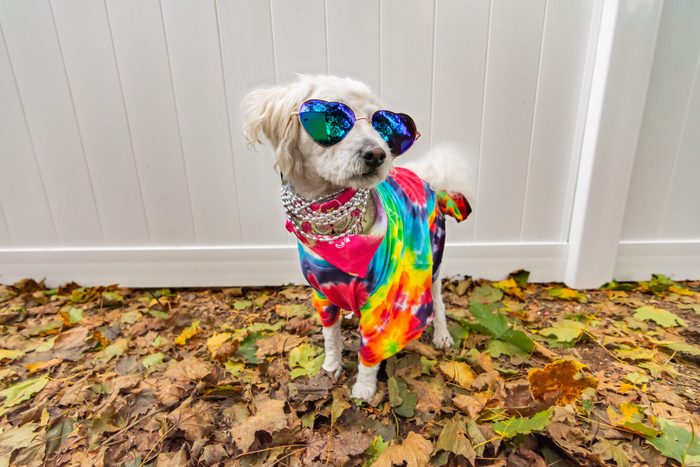 hippie dog