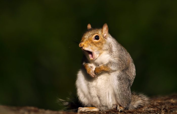 squirrel