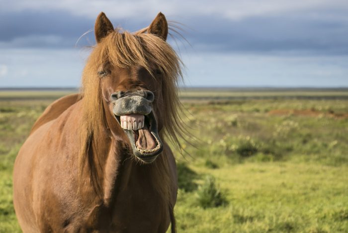 horse smile