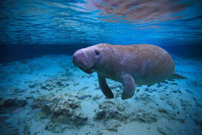 Manatees , Crystal River , Florida, Hot Springs