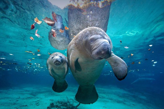 Manatee mom and baby at sea, Florida