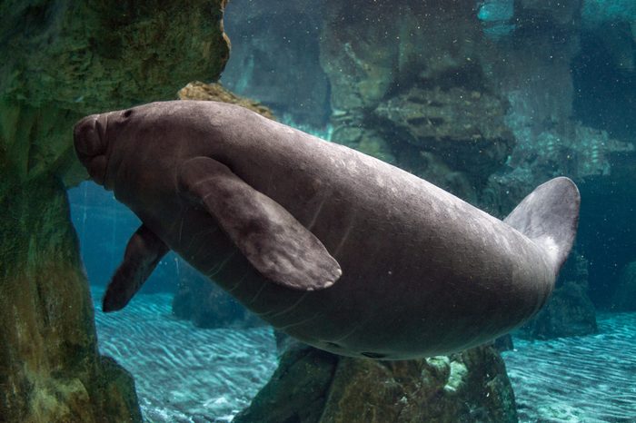 baby newborn manatee close up portrait underwater