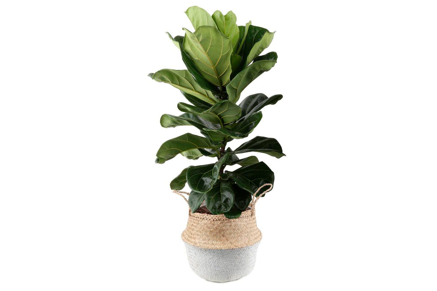 house plant