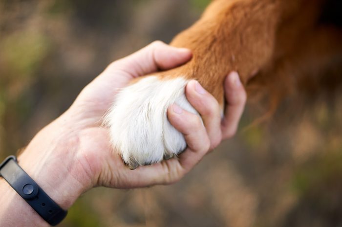 hand and paw of a big dog, a handshake with a pet. sports bracelets on hand, walk with a dog
