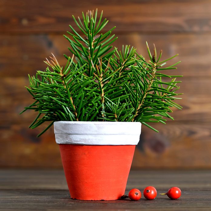 Little Christmas tree