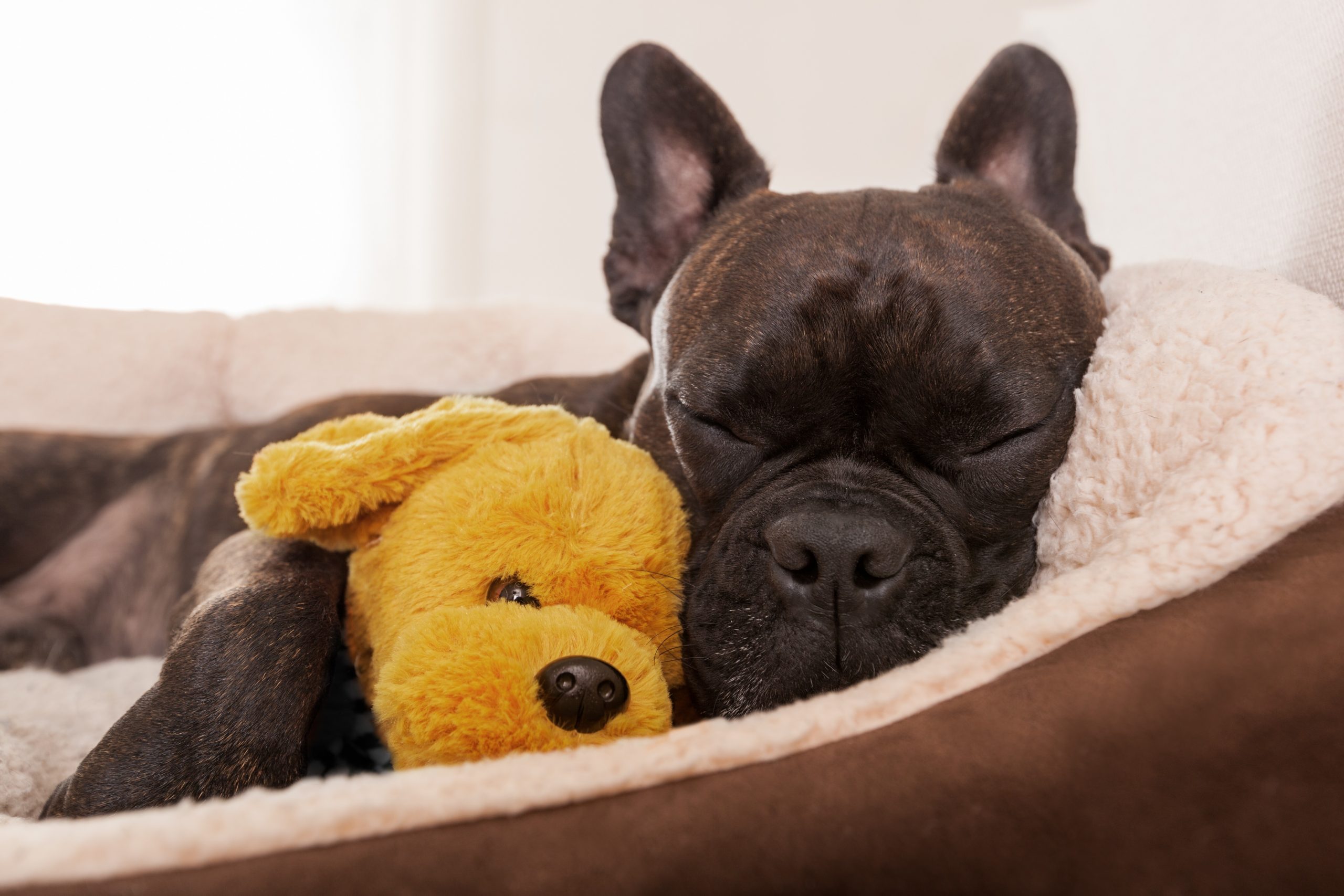 14 Best Dog Beds for Every Type of Dog