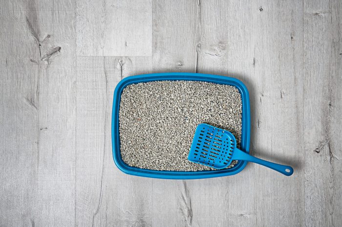 litter box
