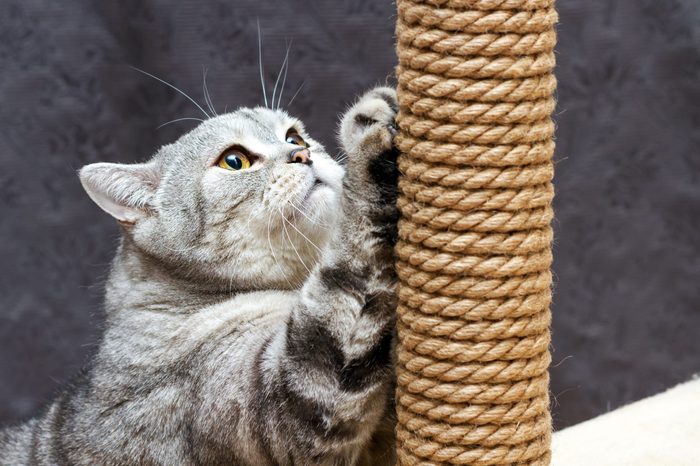 cat scratching post