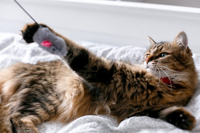 cat playing with toy