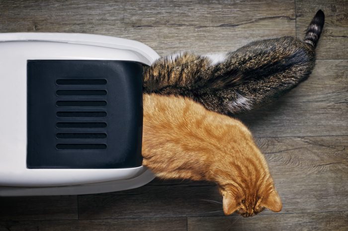 cats litter box