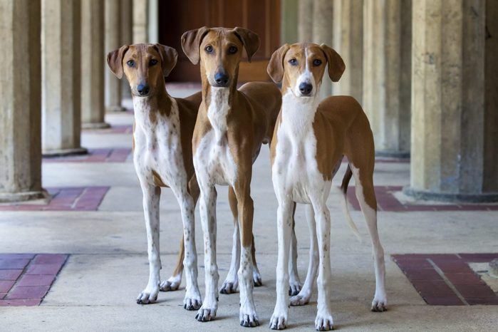 Azawakh dogs
