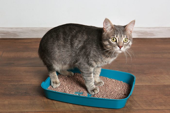 cat litter box