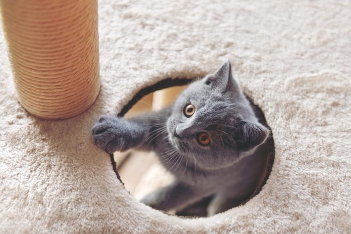 kitten
