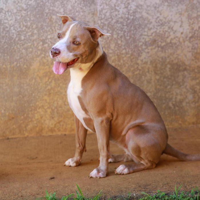 Rd Adopt Shelter Dogs Hiwalani Courtesy Lisa Marie Conklin