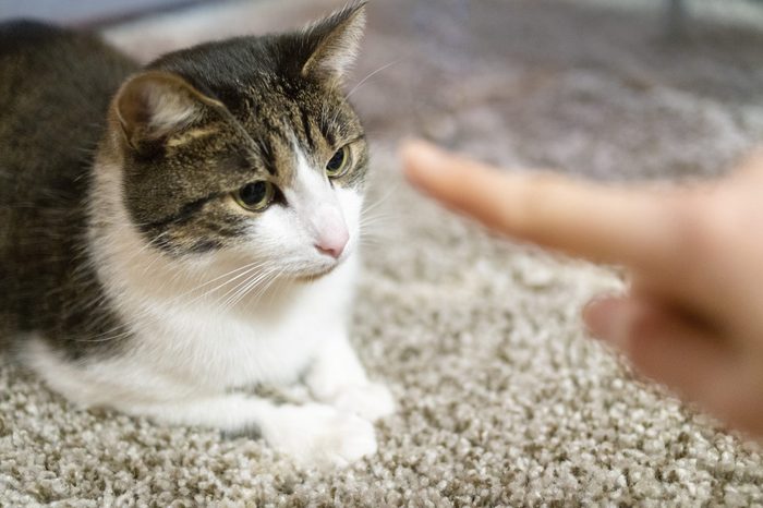 cat finger point