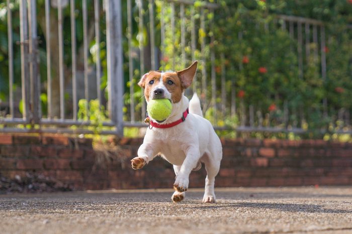 dog playing fetch 