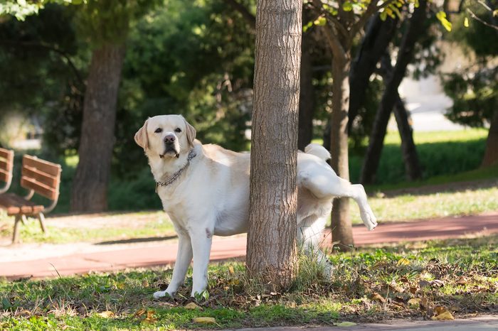 dog peeing