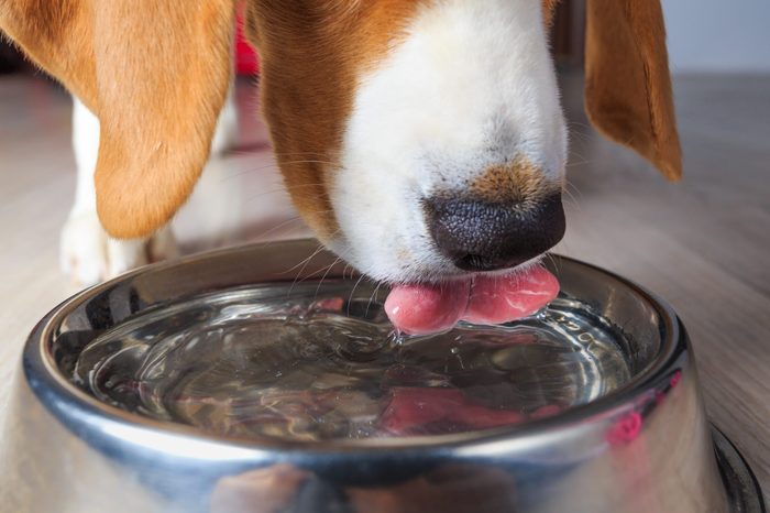 dog drinking water